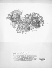 Sawadaea bicornis image